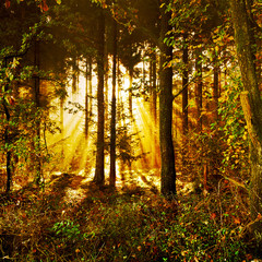 Obraz premium Sonnenstrahlen in einem mystischen Herbstwald im Morgennebel