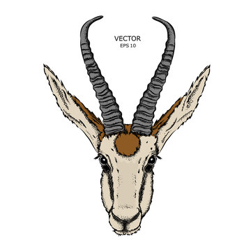 Portrait of a gazelle. Can be used for printing on T-shirts, flyers and stuff. Vector illustration