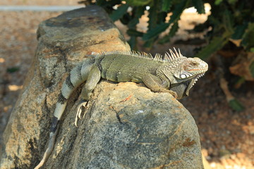 Obraz premium Closeup view on green cute iguana sitting on the stone. Aruba Island. Nature backgrounds