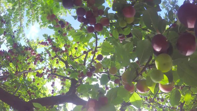 A tree strewn with ripe juicy fruit