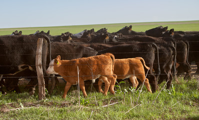 Cows grazing in pasture behind electric fence
