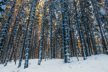 Fototapeta premium Frozen forest with snow, winter landscape