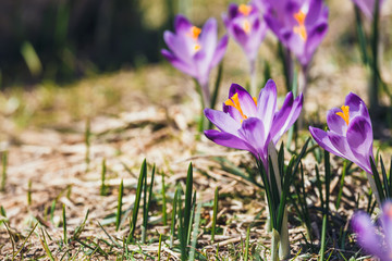 Blooming violet crocuses in Tatra Mountains, spring flower