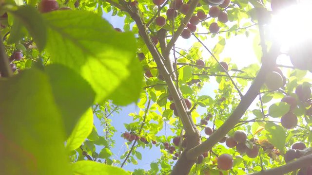 A tree strewn with ripe juicy fruit