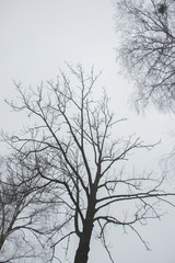 Fototapeta na wymiar bezlistne drzewa stojąca na brzegu zamglonej jesiennej rzeki w pochmurny smutny dzień