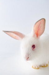 Obraz premium White rabbit in easter animal concept