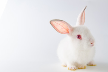 White rabbit in easter animal concept