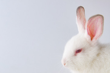 White rabbit in easter animal concept