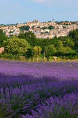 Naklejka na ściany i meble Village and lavender in Provence