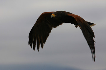 Harris Hawk