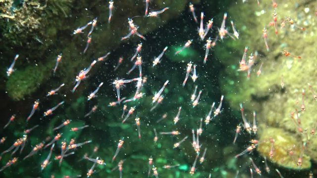 Mysida sp. A flock of small crustaceans, Mysida between rocks in the Black Sea, Odessa Bay.