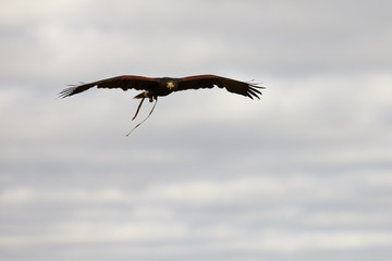 Harris Hawk