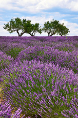 Fototapeta na wymiar Landscape of Provence with lavender