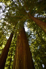 Redwood National Park, Northern California. USA