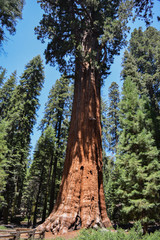 Fototapeta na wymiar Redwood National Park, Northern California. USA