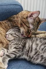 Mum a cat licking the kitten