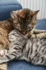 Mum a cat licking the kitten