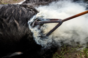 Cow or steer being branded on the rump