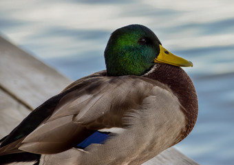 Mallard
