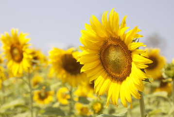 Sunflower garden blossom