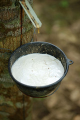 rubber tapping at the rubber tree