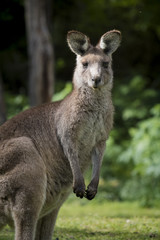 Naklejka na ściany i meble Australian Eastern Grey Kangaroo (Macropus Giganteus), staring at camera, at Wombeyan Karst Conservation Reserve