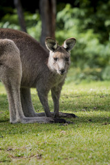 Naklejka na ściany i meble Australian Eastern Grey Kangaroo (Macropus Giganteus), staring at camera, at Wombeyan Caves