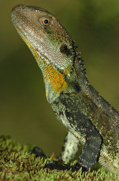 Water Dragon, Physignathus lesueuri, close-up of head and front legs, sitting on moss.