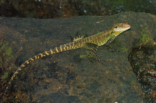 Water Dragon, Physignathus lesueuri, sitting on rock next to river, whole body and tail visible.