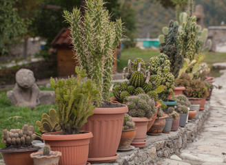 Fototapeta na wymiar cactus in pots on the street grow leaf, summer time