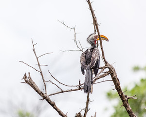 Southern Yellow billed Hornbill