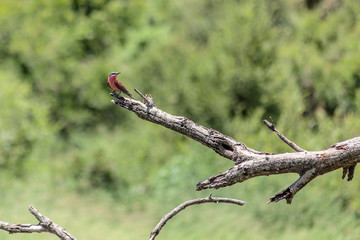 Southern Carmine Bee-eater