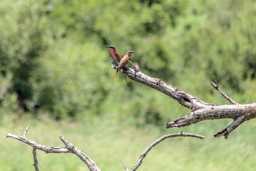 Southern Carmine Bee-eater