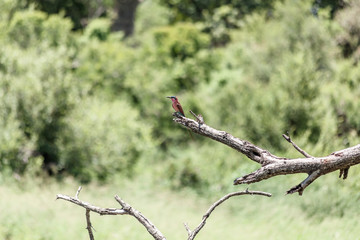 Southern Carmine Bee-eater