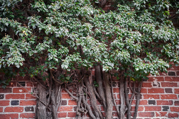 Plants ivy ingrown into the brick wall.