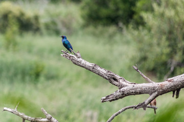 Cape Glossy Starling