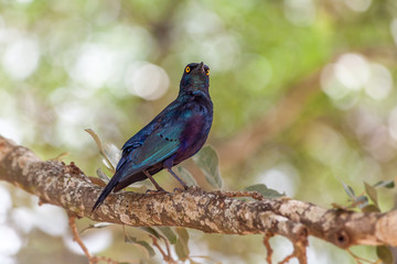 Cape Glossy Starling