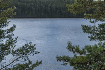  The shoreline of the lake and pines on the shore