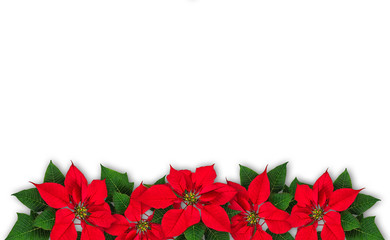 Poinsettia flower wreath isolated