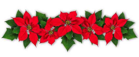 Poinsettia flowers in row isolated