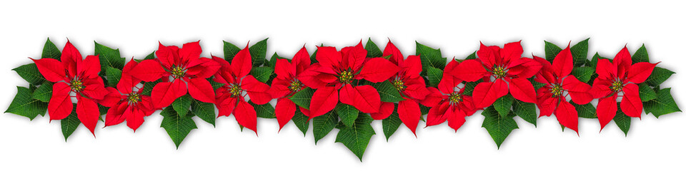 Poinsettia flower wreath