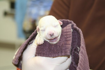 Newborn Westy Puppies