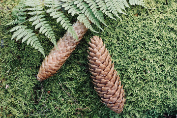 Close up of a brown pine cone.  Nature background