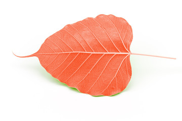 Sacred fig leaf (Ficus religiosa L. , Pipal Tree, Bohhi Tree, Bo Tree, Peepul )  on white background