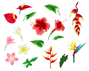 tropical flowers and leaves