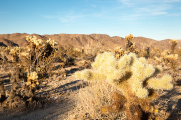 cholla