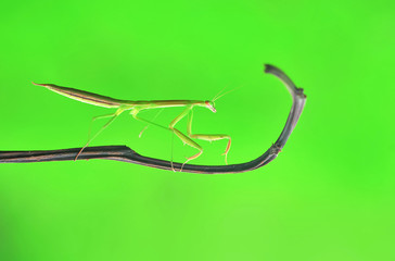 Praying Mantis