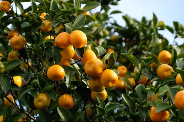 たわわに実ったミカン
