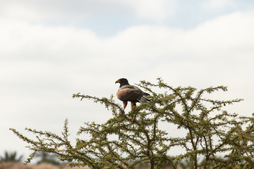 Harris Hawk