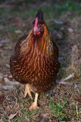 Welsummer Hen